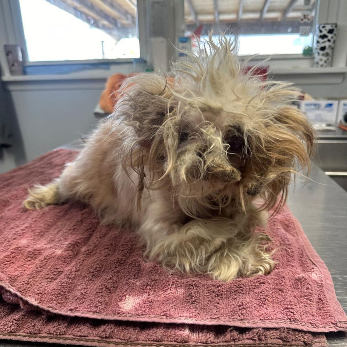 shaggy neglected dog