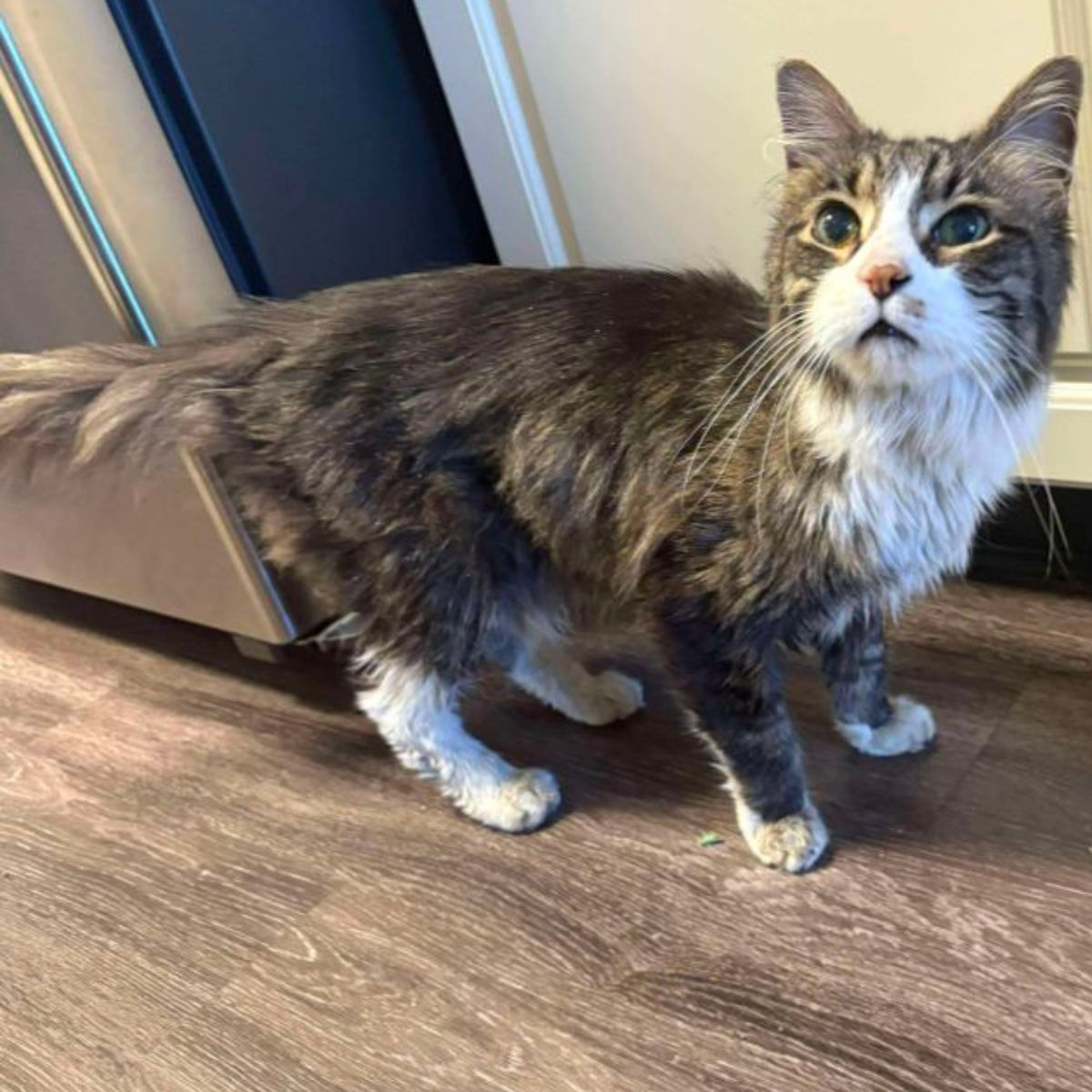 shaggy senior cat