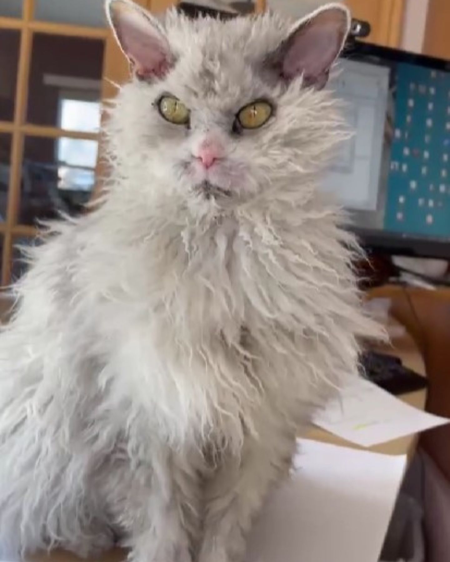 shaggy white angry cat