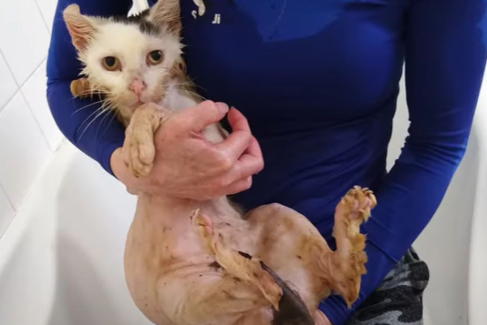 shaven senior street cat