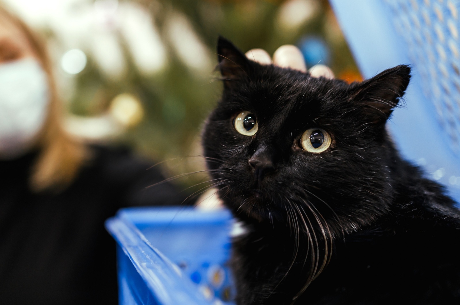 shelter cat