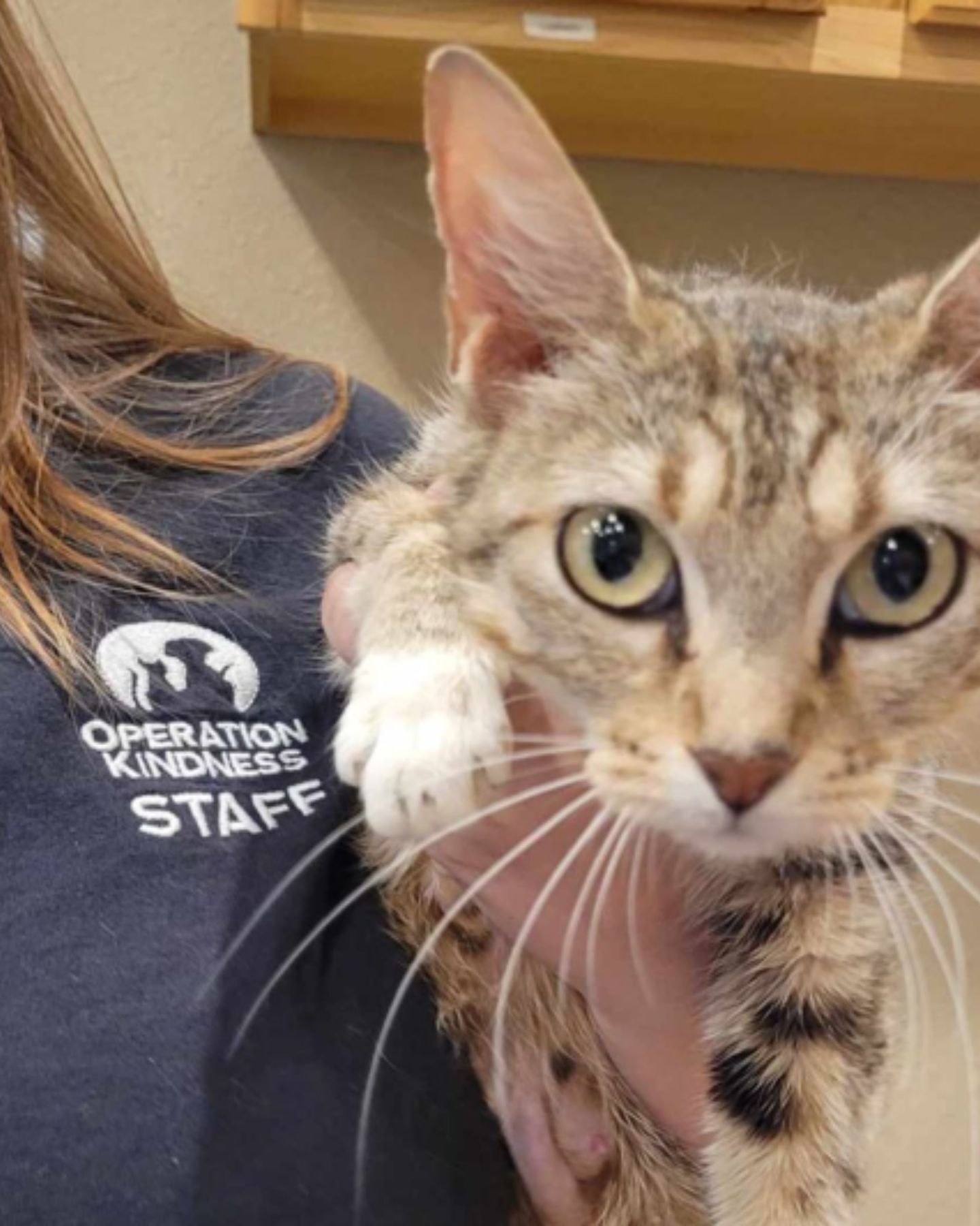 shelter cat