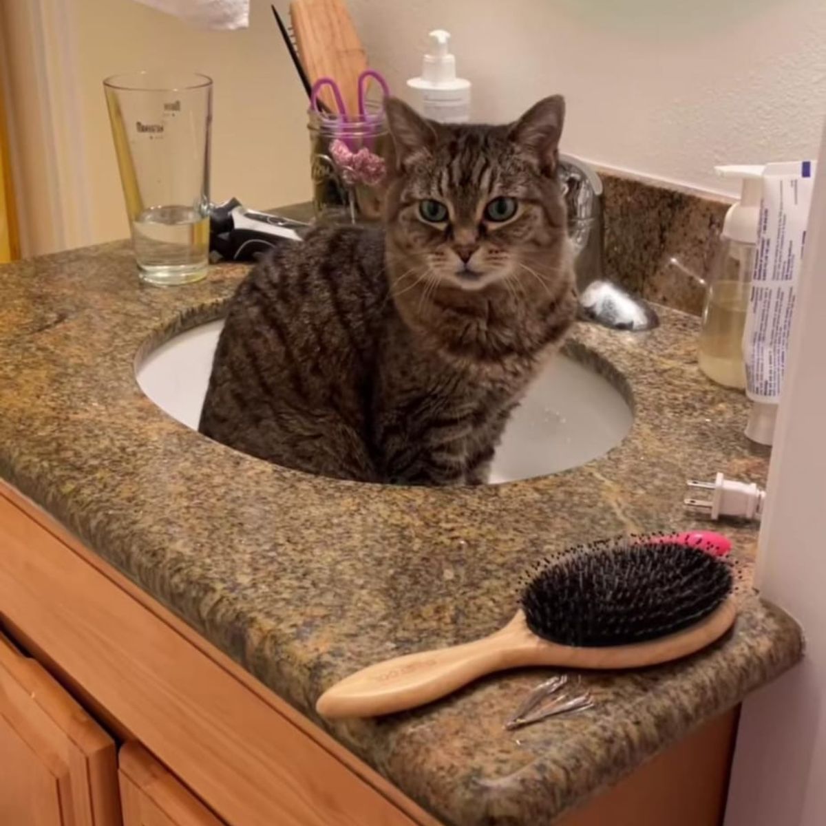 shelter cat in the sink