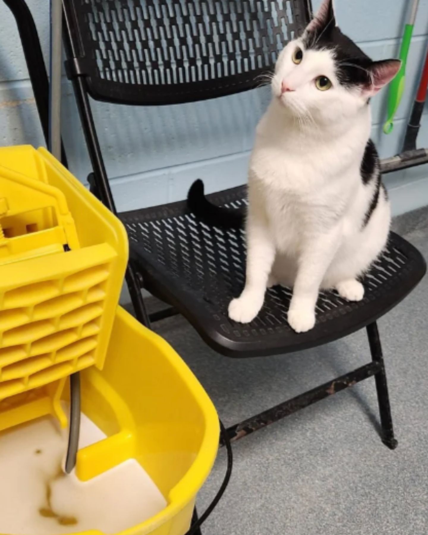 shelter cat sitting on a chair