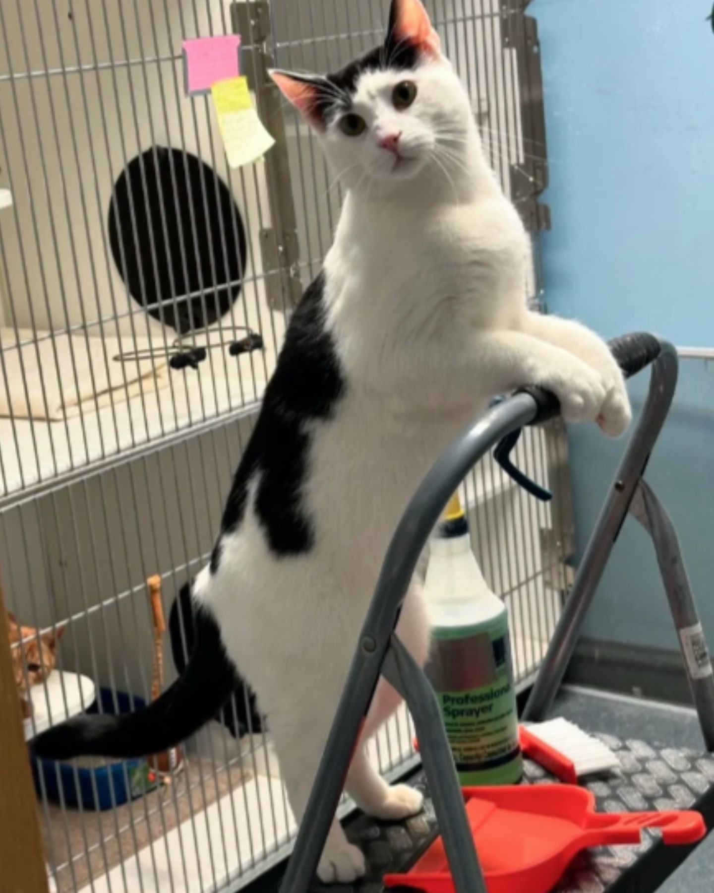 shelter cat stands on two legs