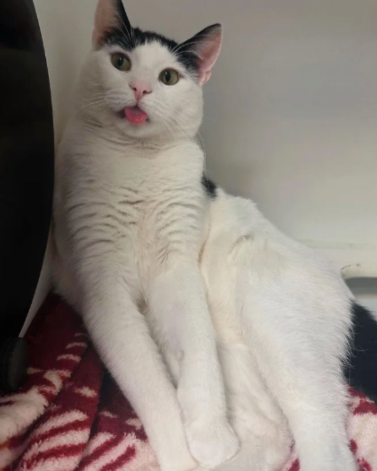 shelter cat stuck out her tongue