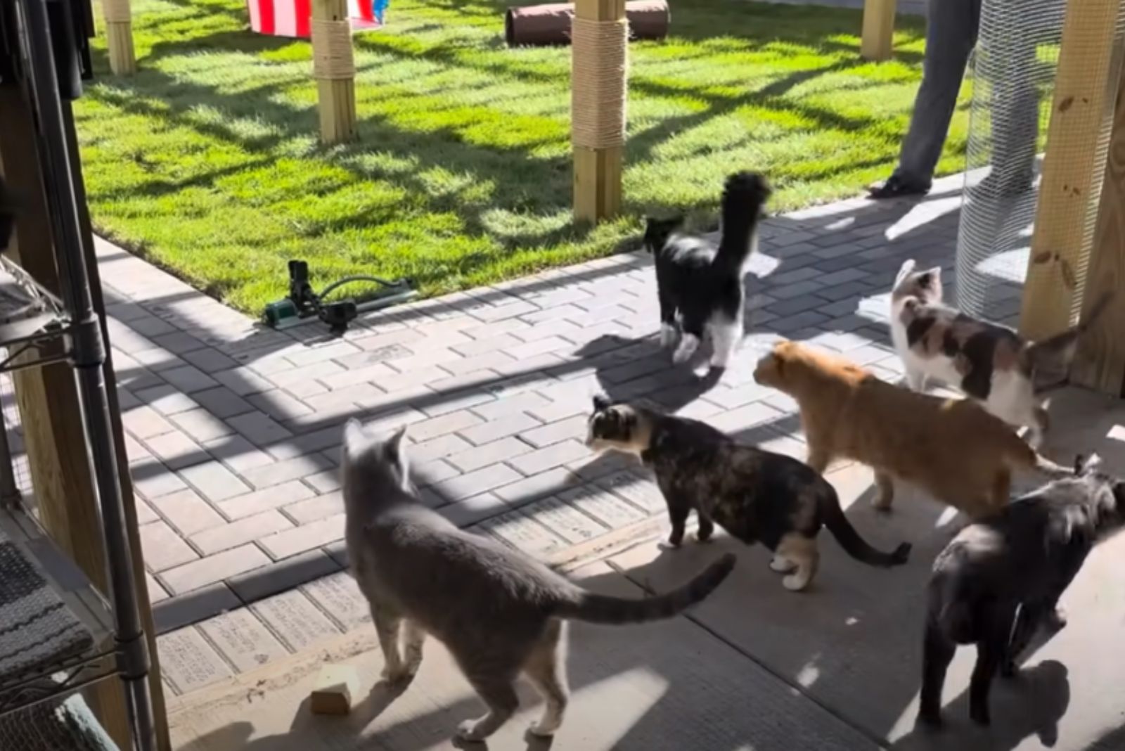 shelter cats out for a walk