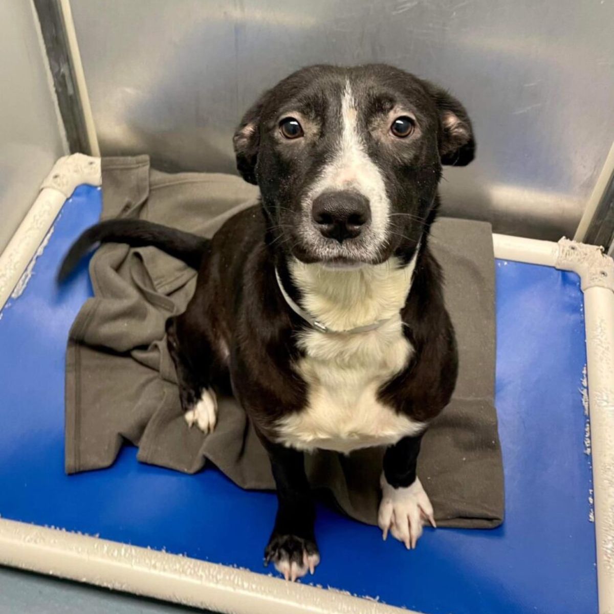shelter dog