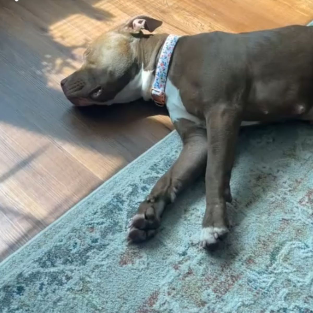 shelter dog is lying on the floor