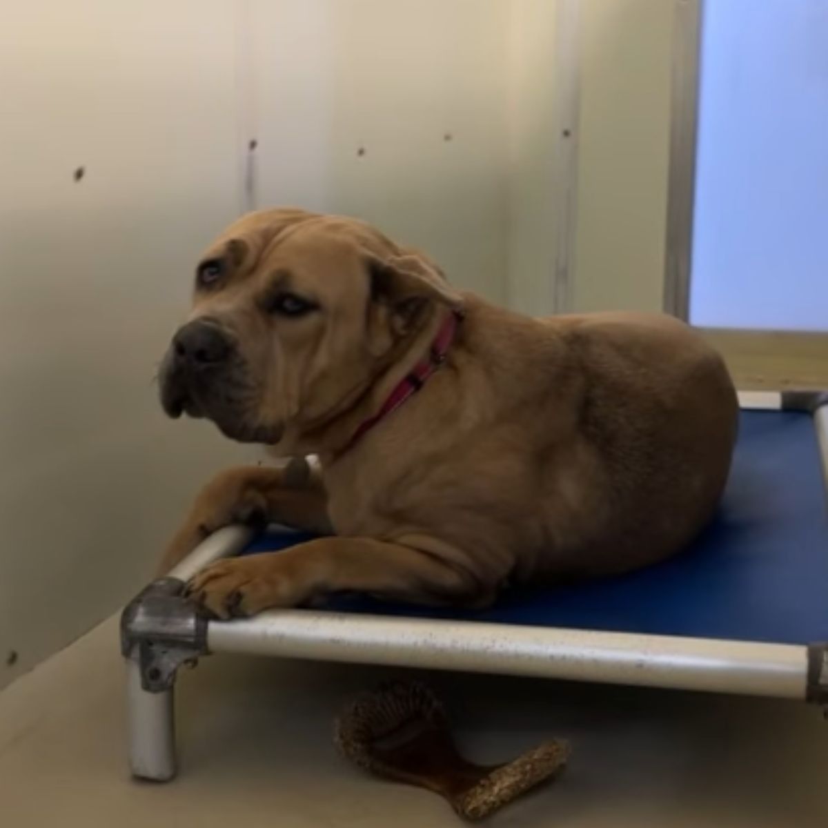 shelter dog lying down