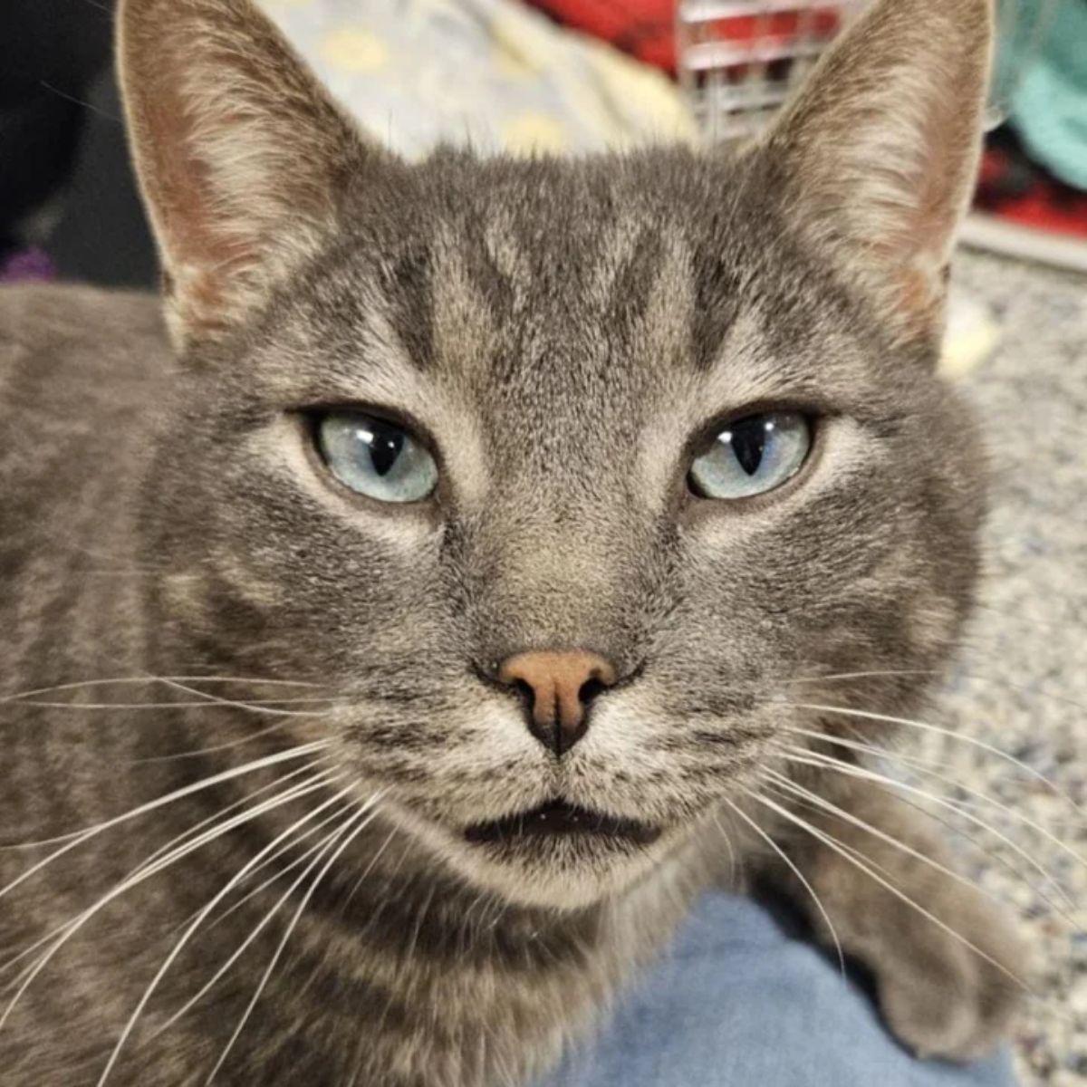 shelter senior cat