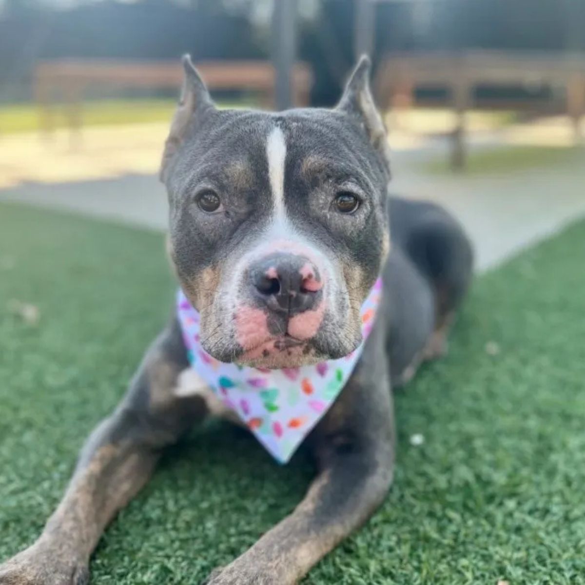 sick dog with a scarf around his neck