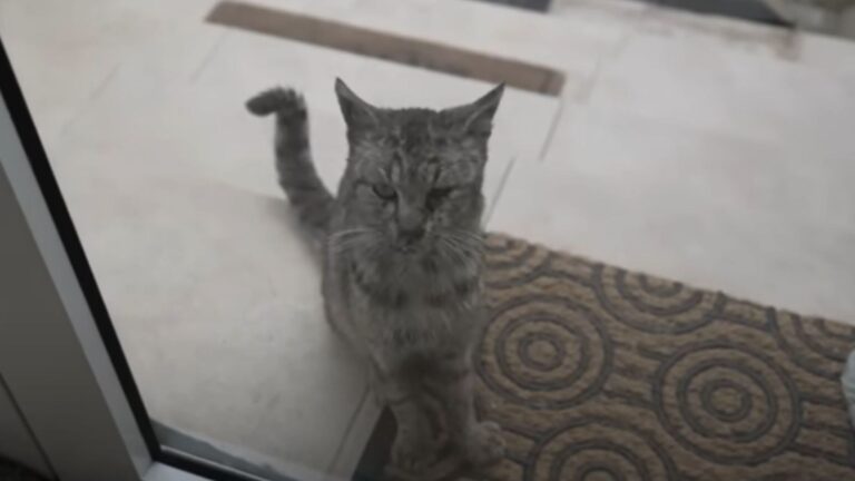 Ohio Couple Welcomes A Stray Cat For A Meal, Then They Spot Something Soul-Crushing