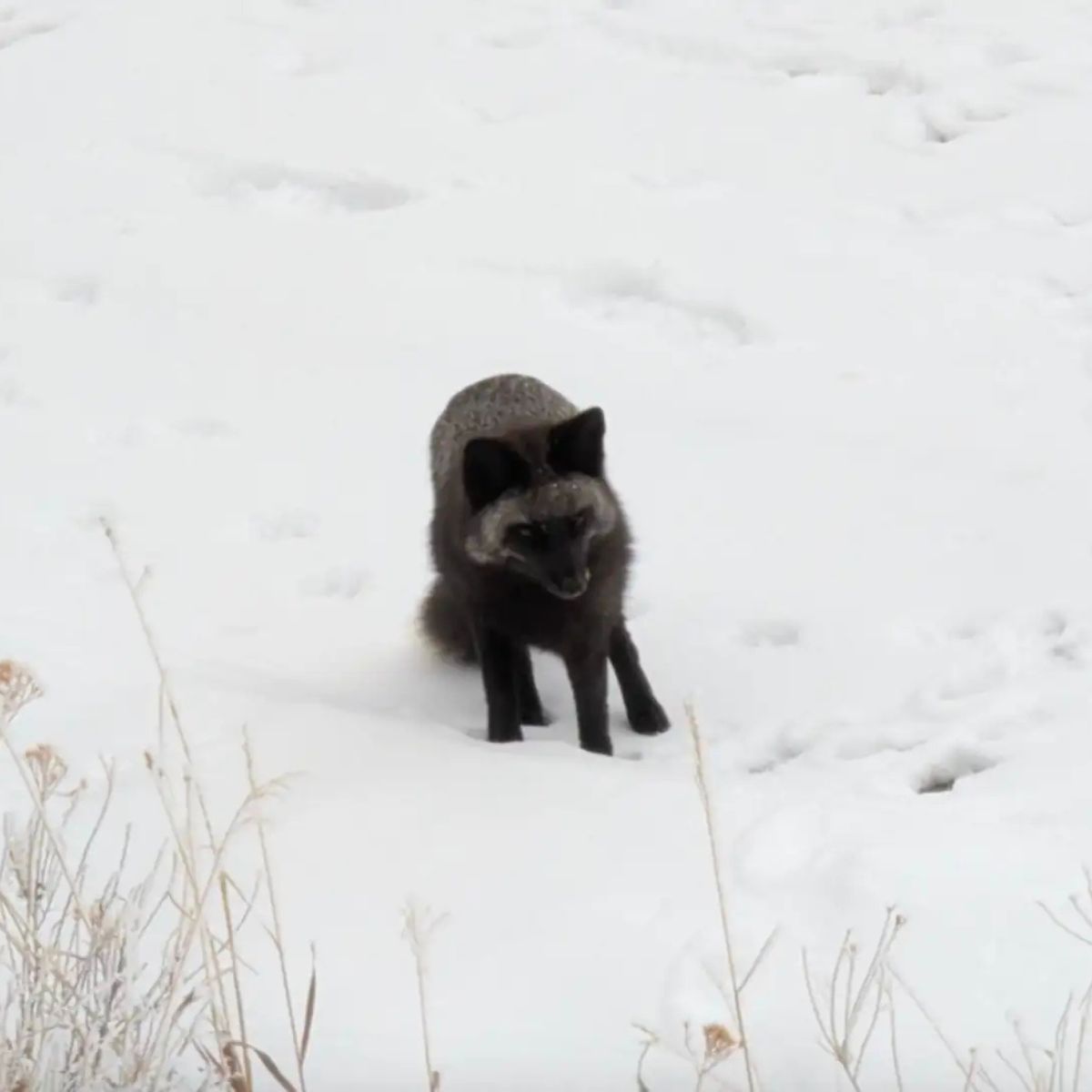 silver fox