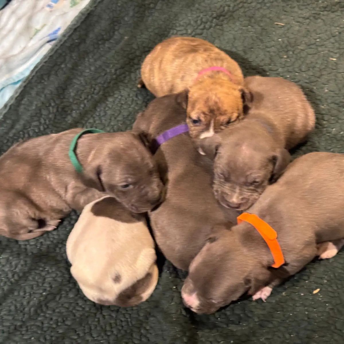 six little dogs with a collar