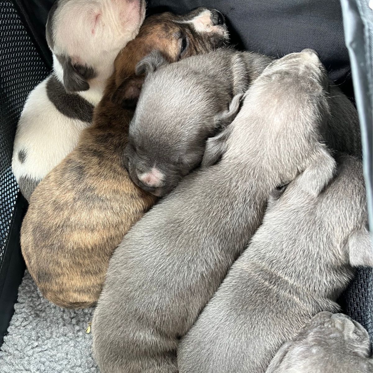 six little puppies