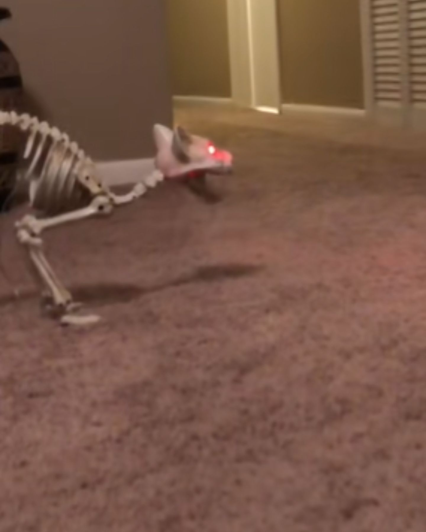 skeleton halloween