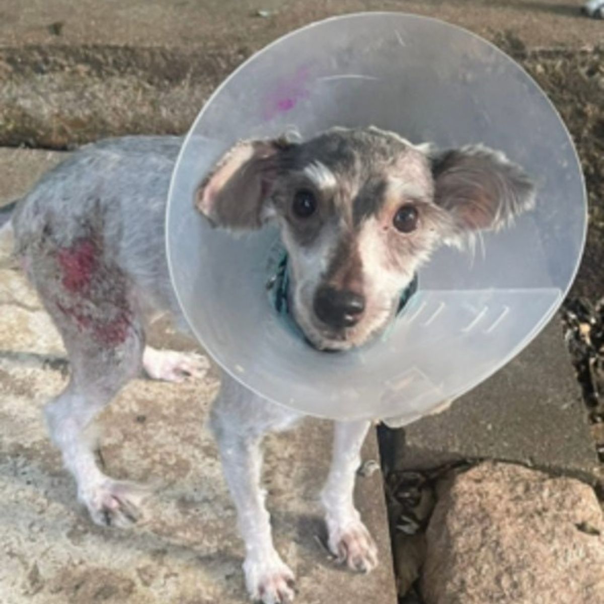 skinny dog ​​with a collar