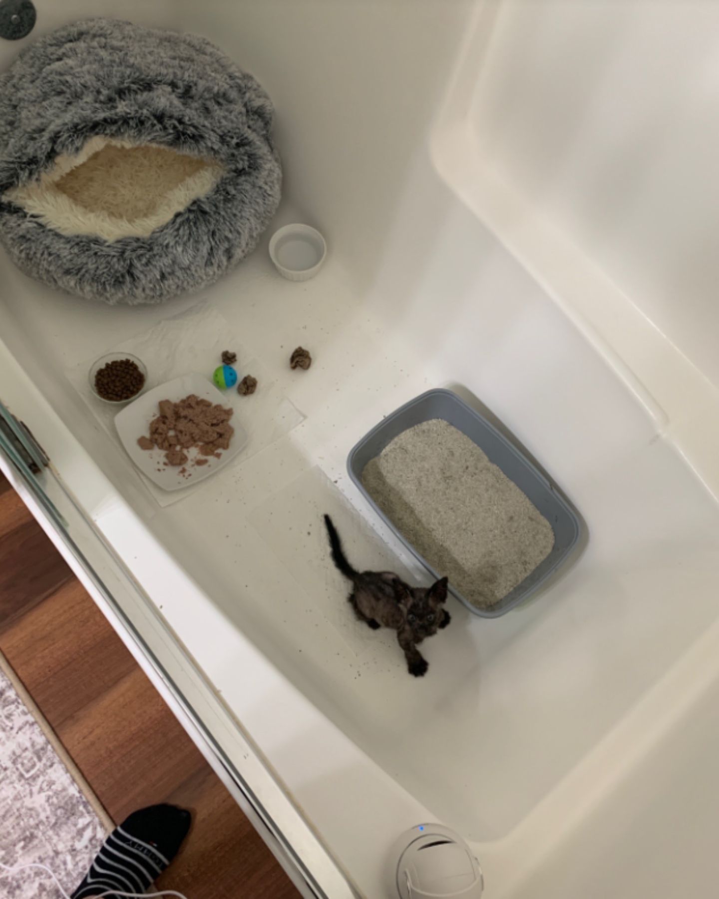 skinny kitten in bathtub