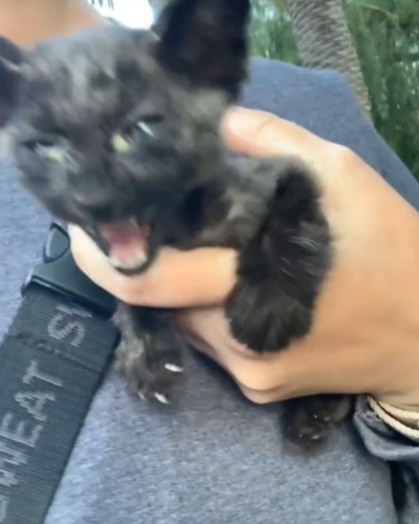 skinny kitten meowing loudly