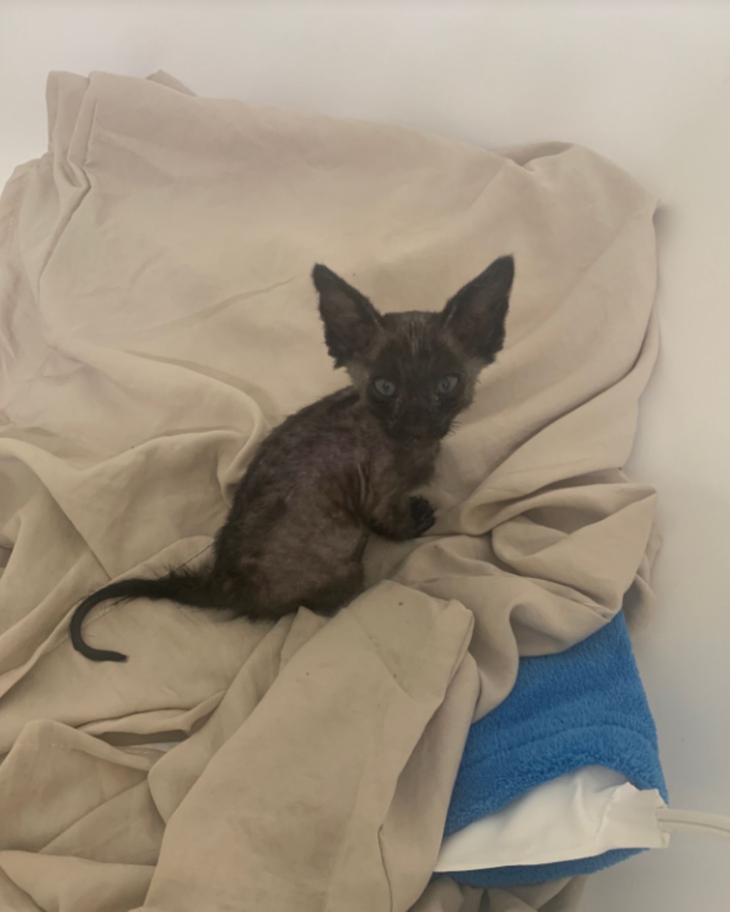 skinny kitten on blanket
