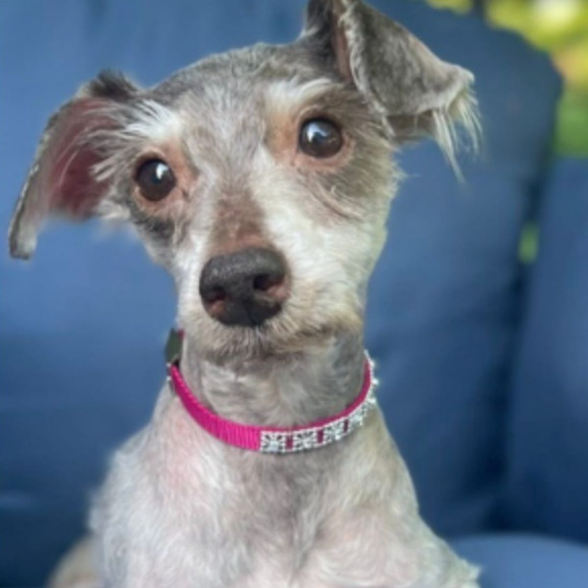skinny neat dog