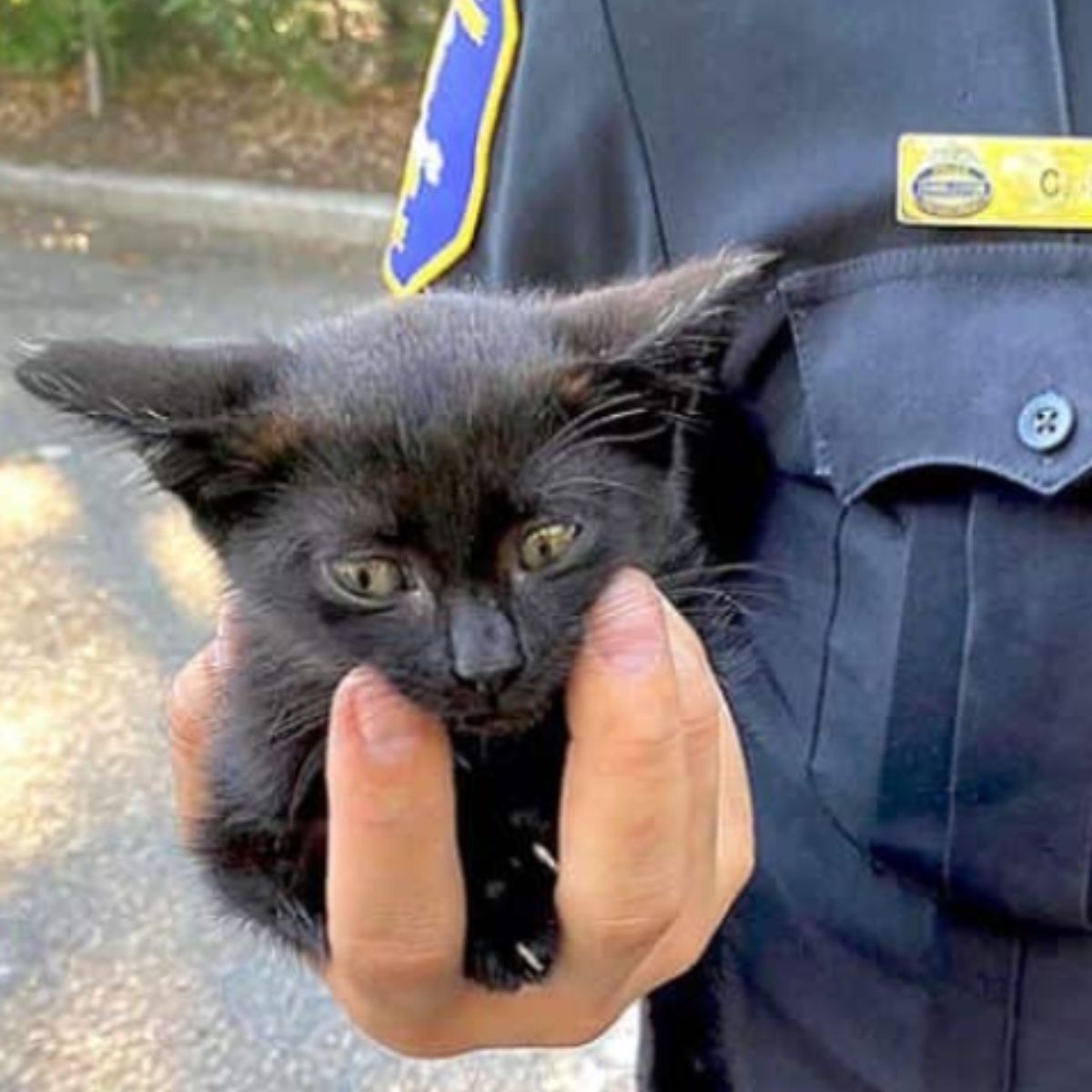 small black kitten in his hand