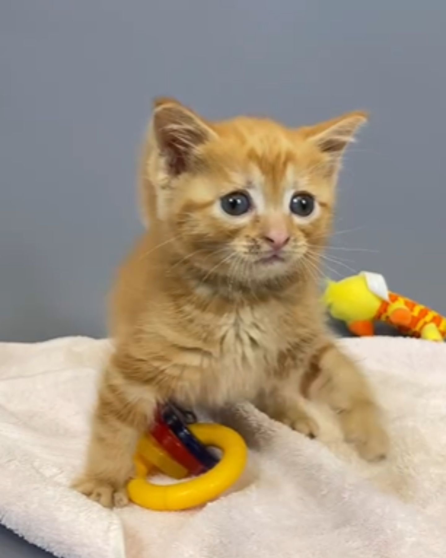 small cat with toys