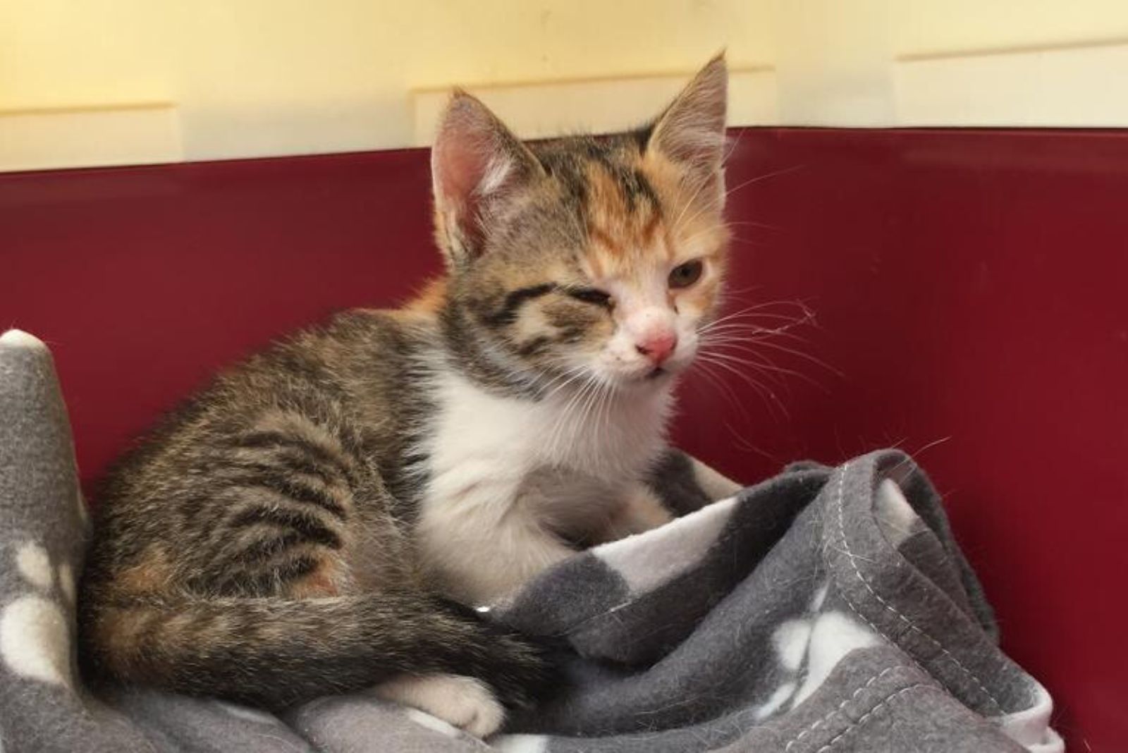 small colorful kitten