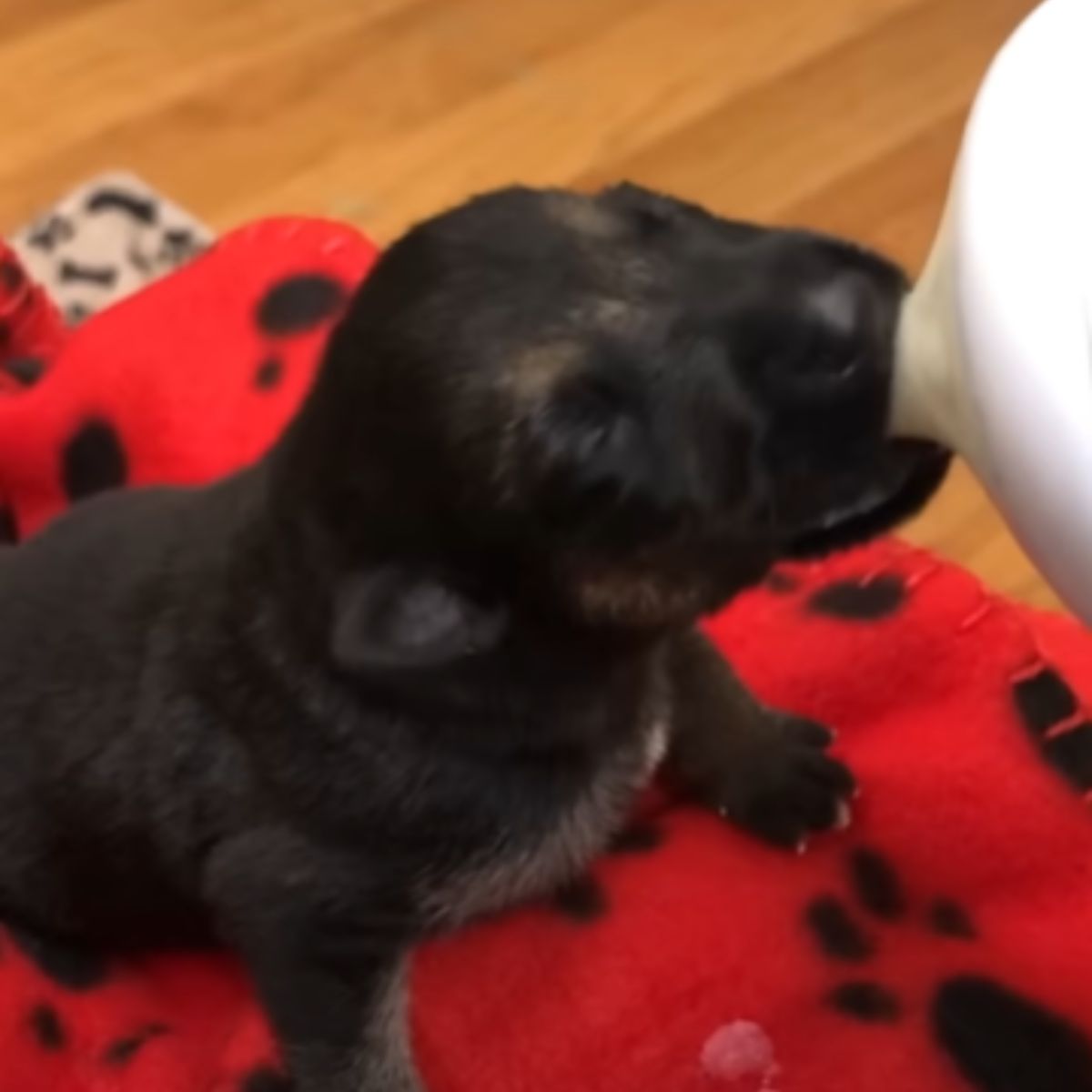 small dog drinks milk from a bottle