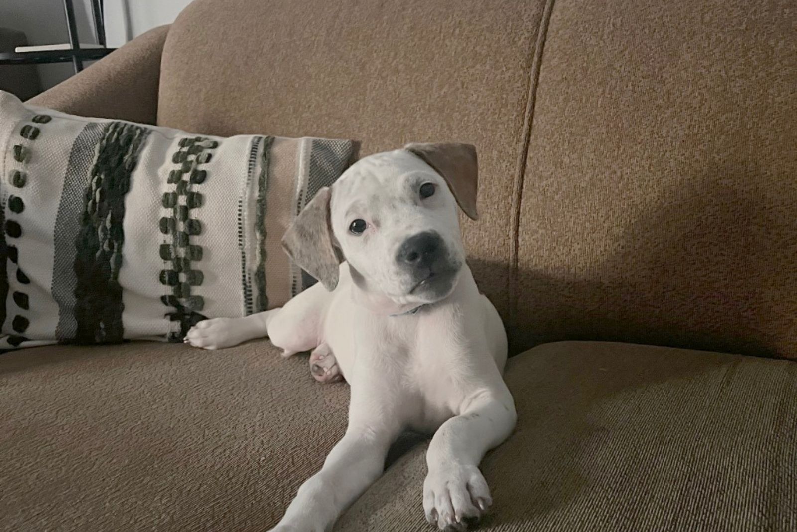 small dog lying on the sofa