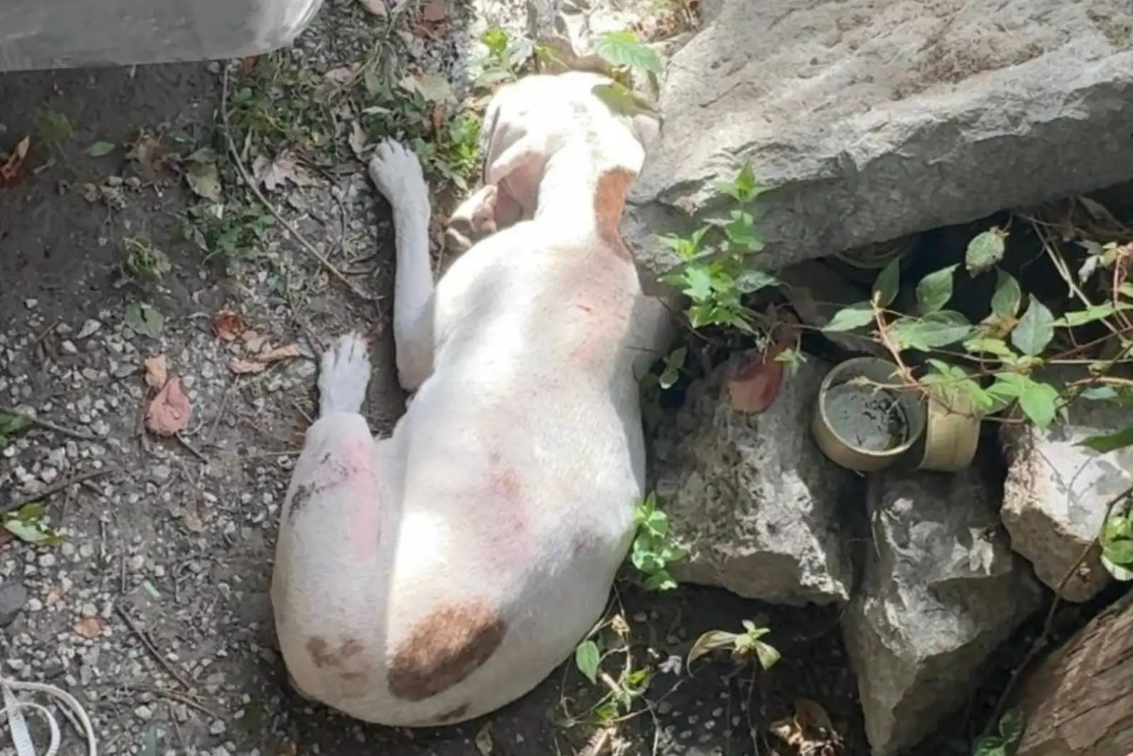 small dog sleeping on rocks