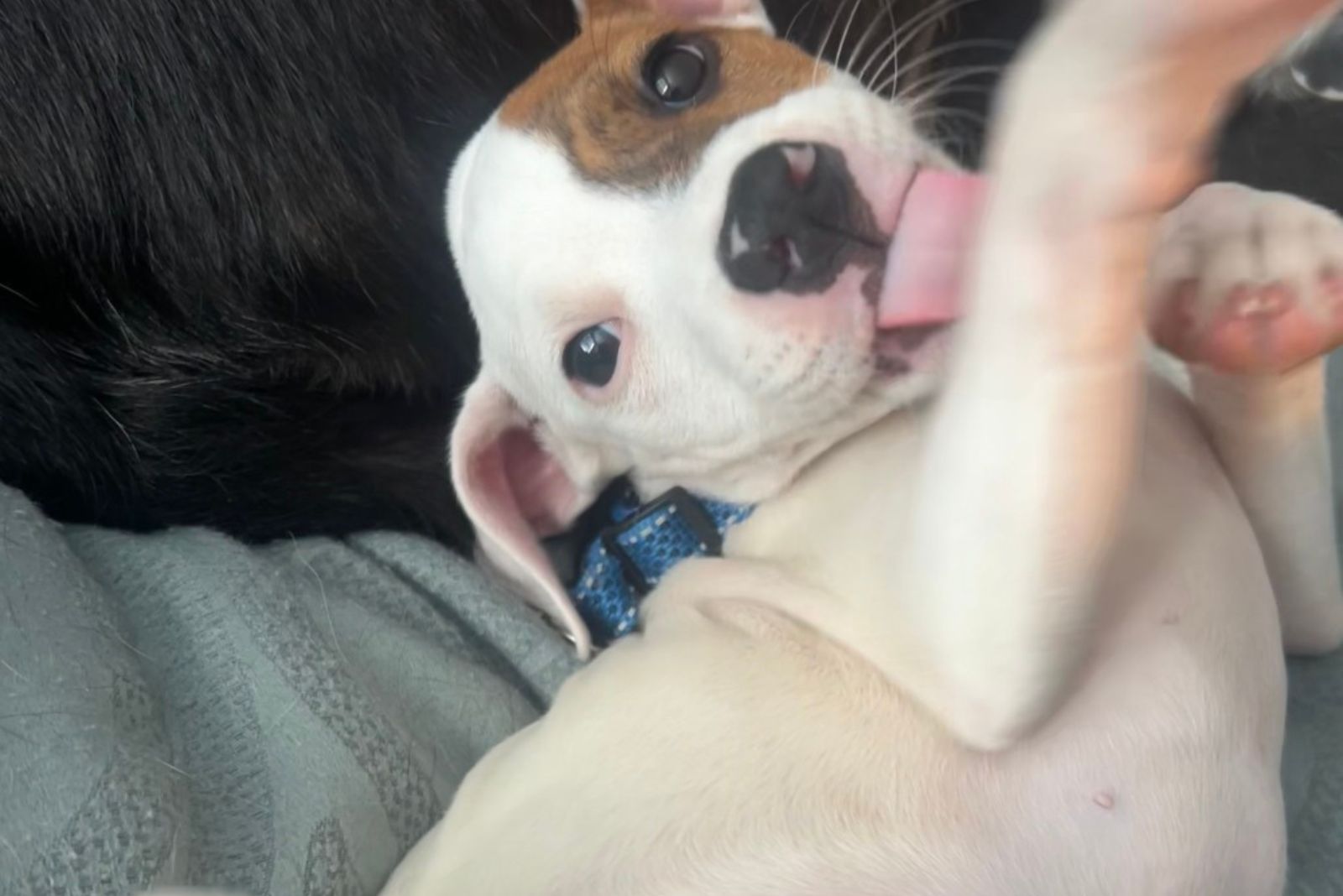 small dog sticking out her tongue