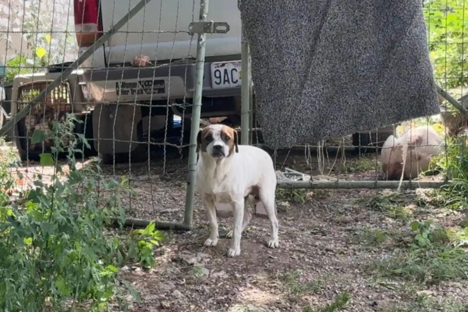 small dog with a sad face