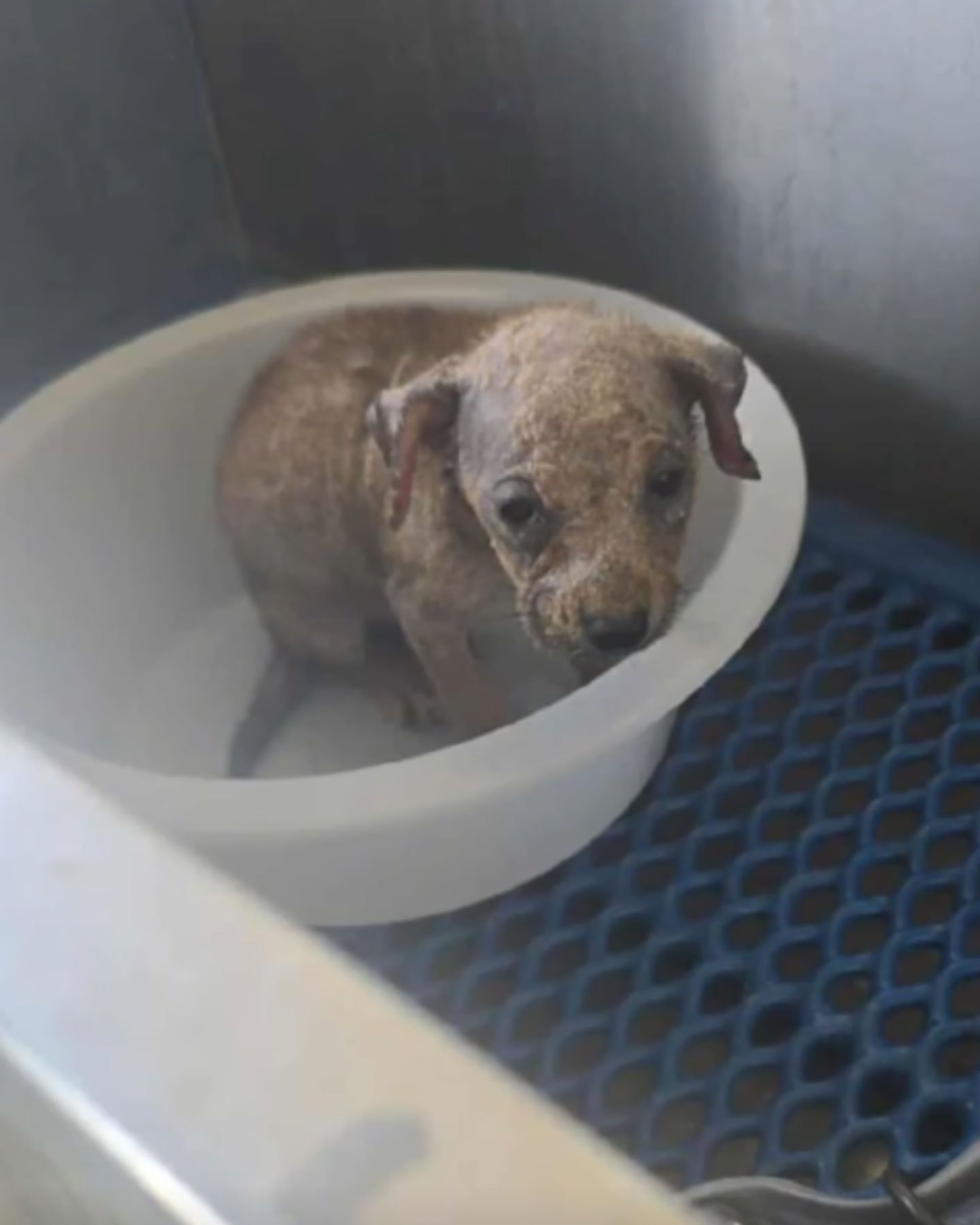 small injured puppy in a bowl