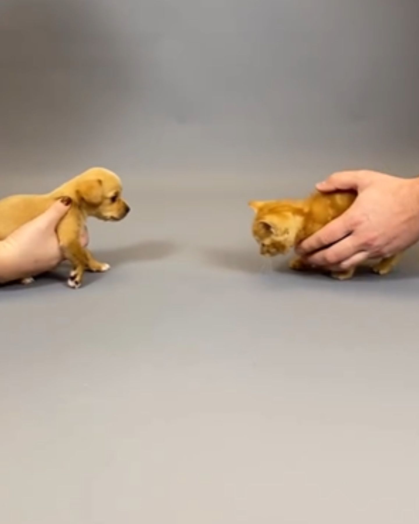 small kitten and puppy