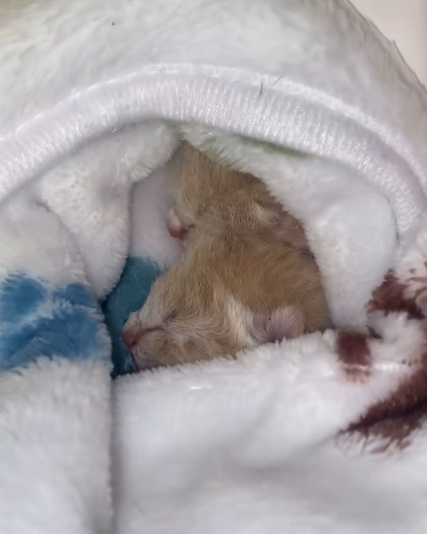 small kitten in a blanket