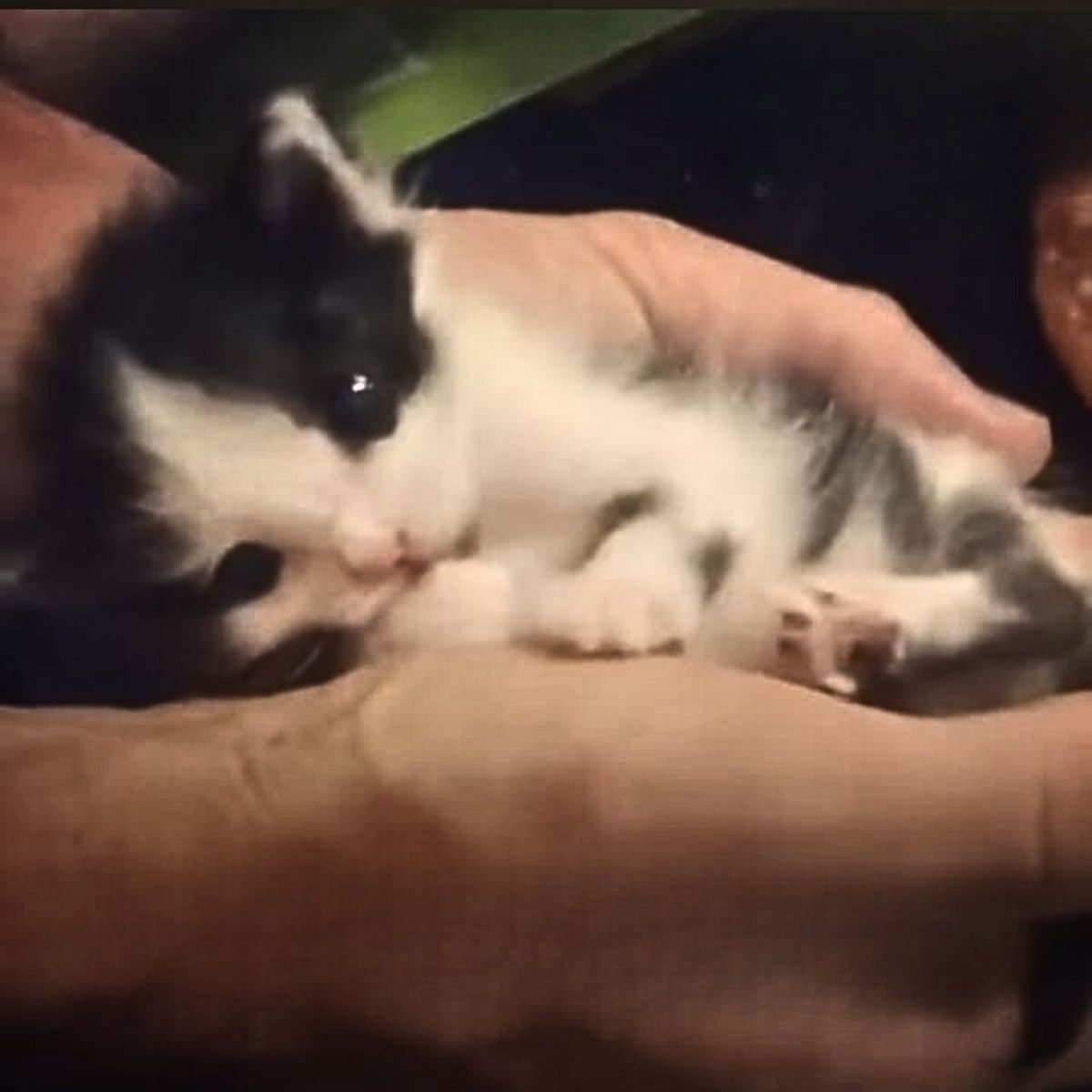 small kitten in the palm of the hand