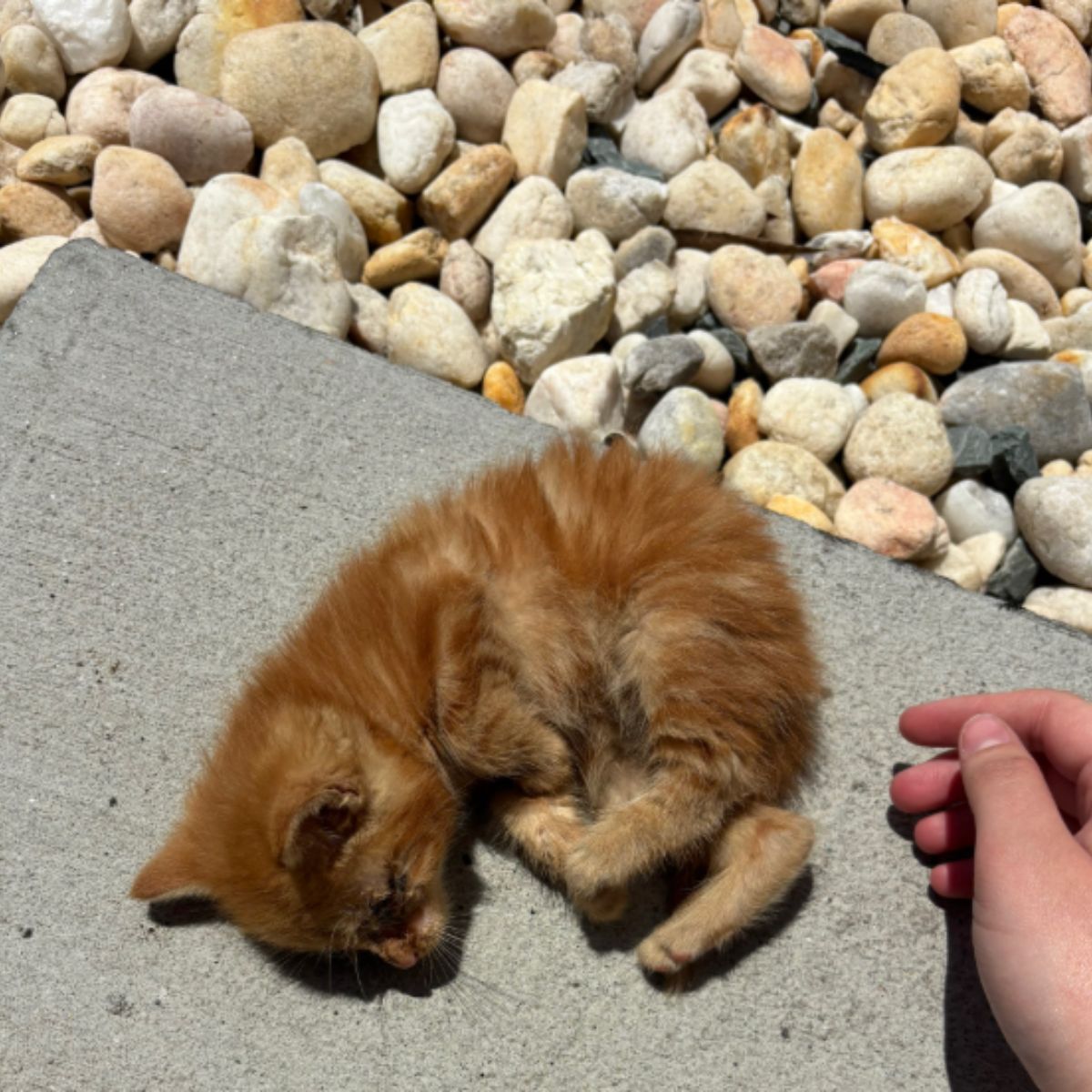 small kitten on the concrete