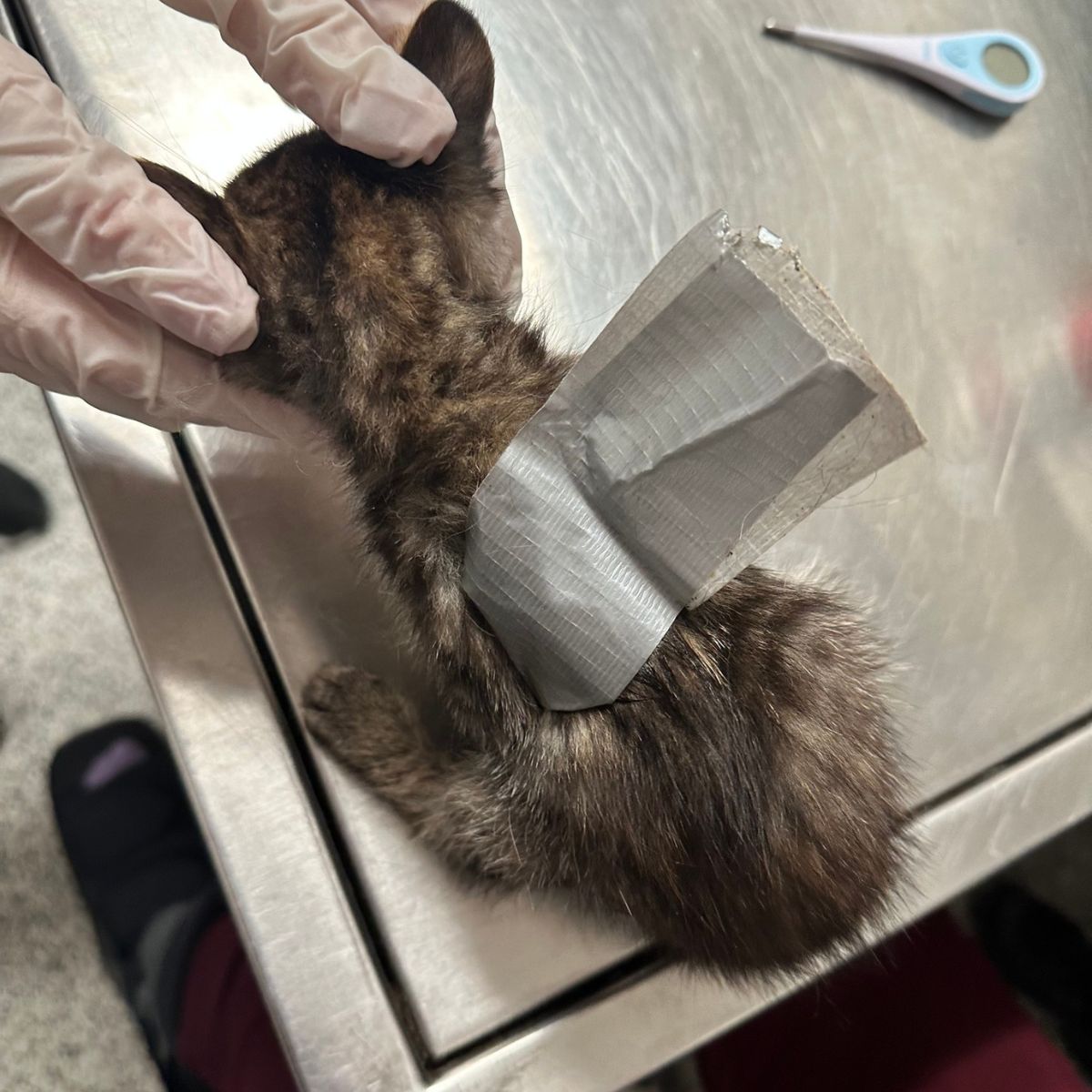 small kitten wrapped in duct tape