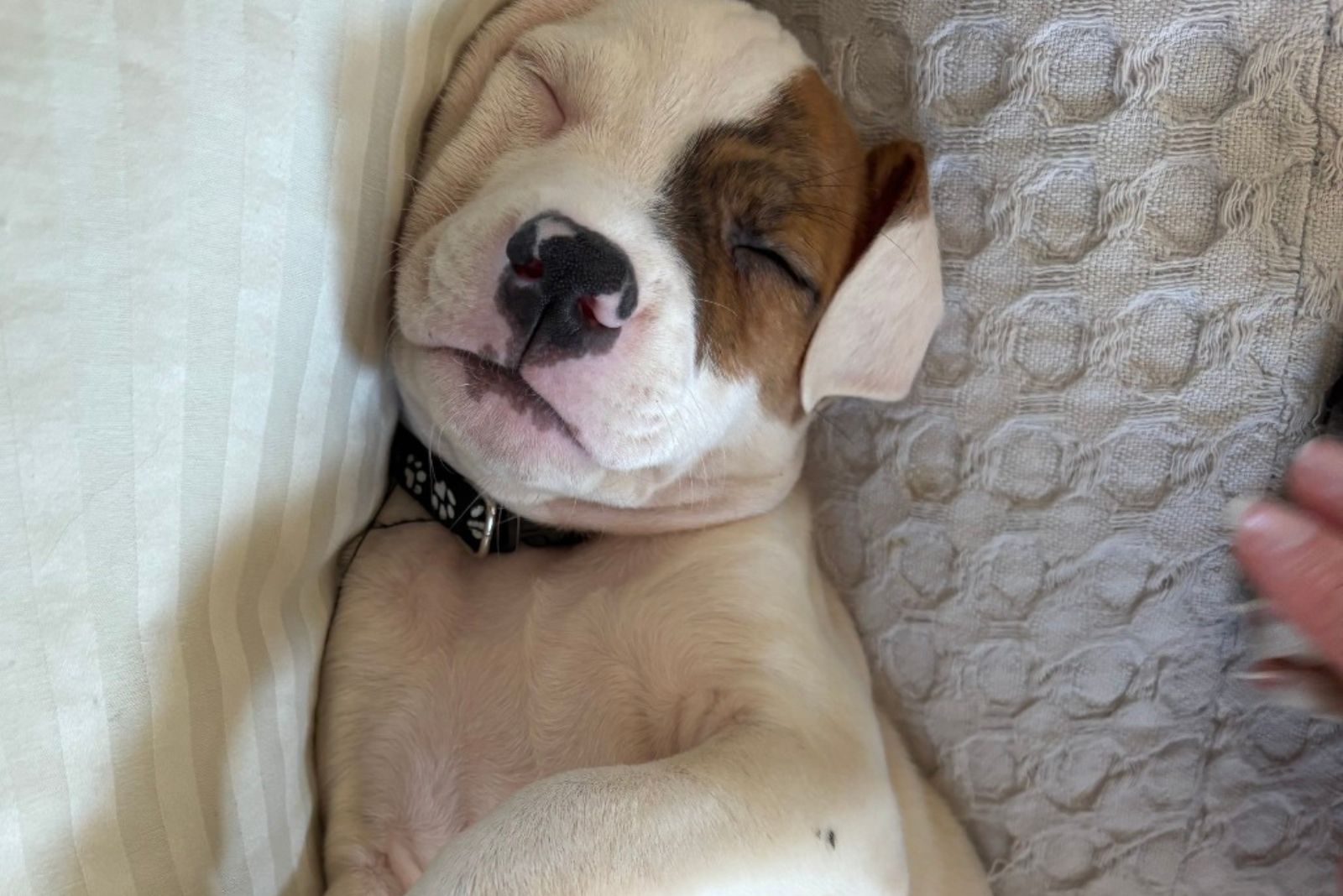 small puppy sleeping in the house