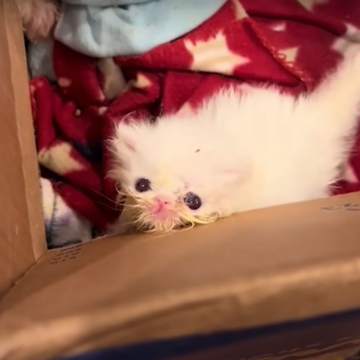 small white kitten