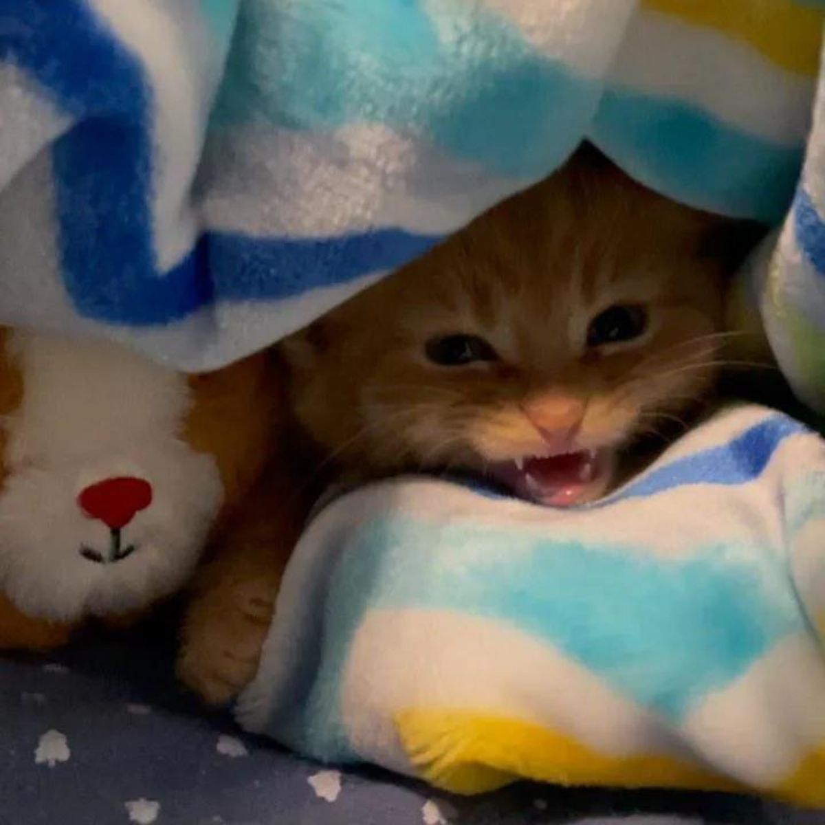 snuggled ginger kitten meows