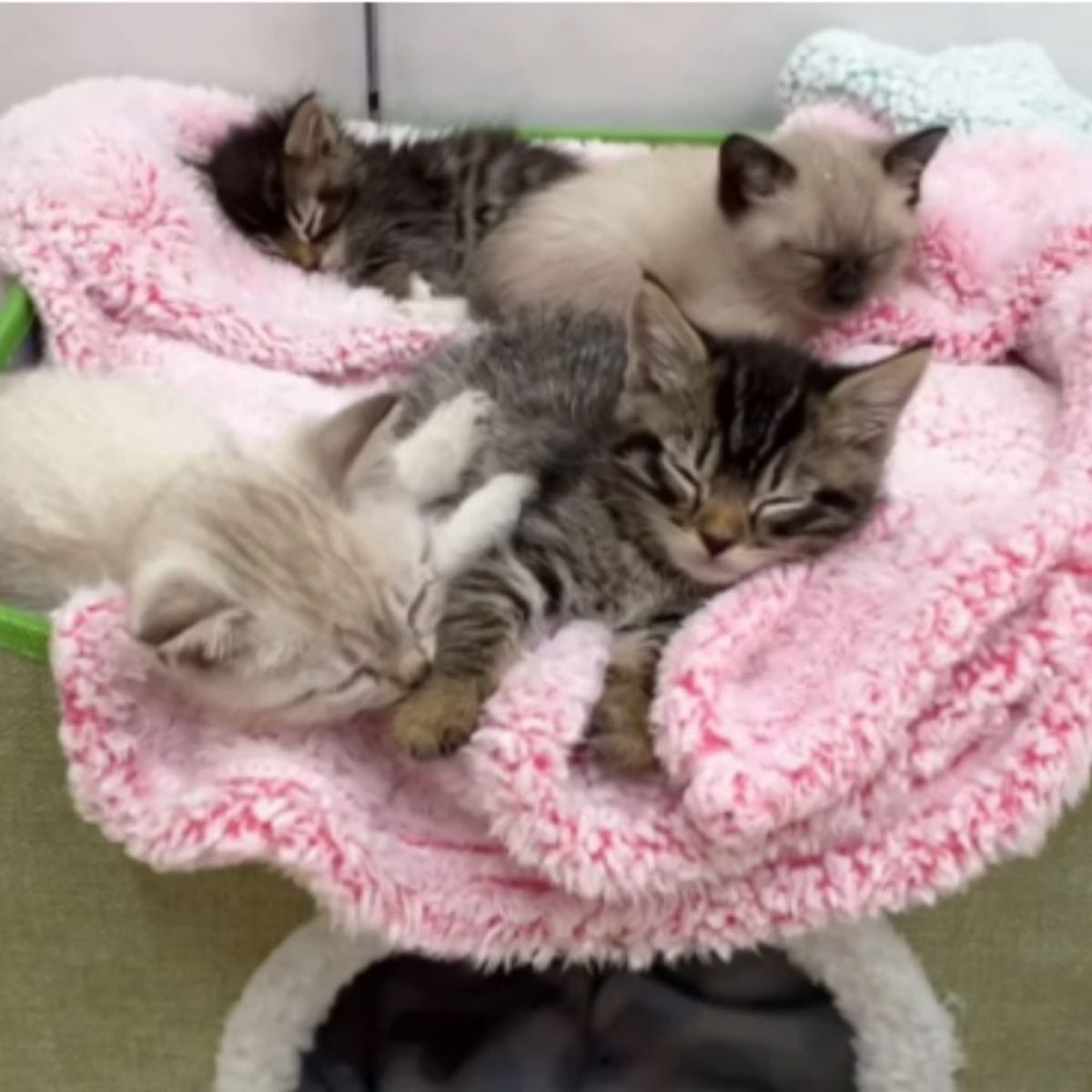 snuggled kittens