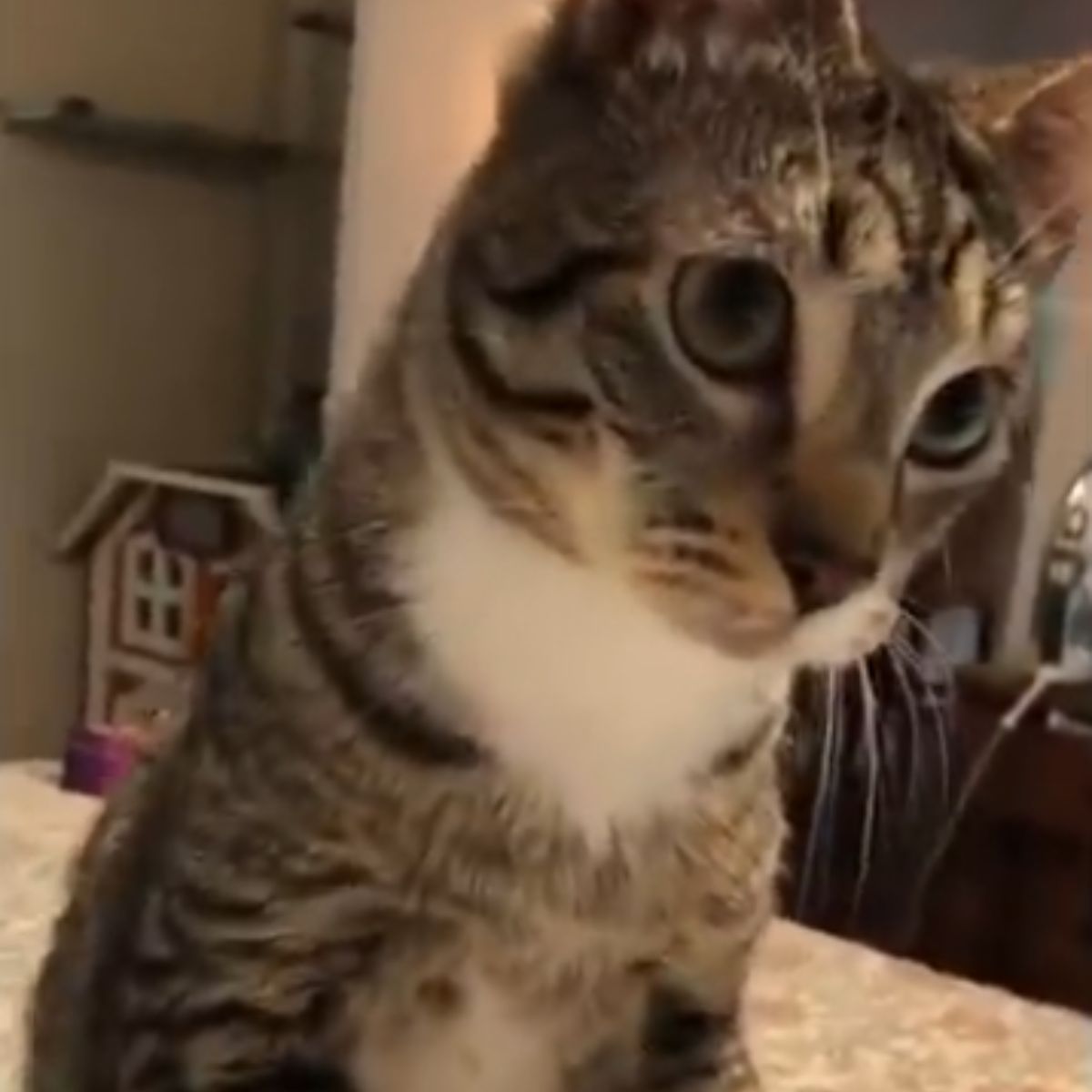 so pretty cat