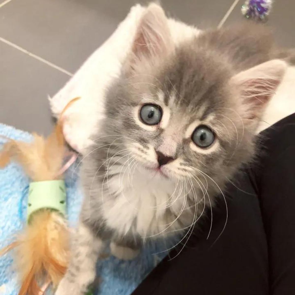 so pretty cat with blue eyes
