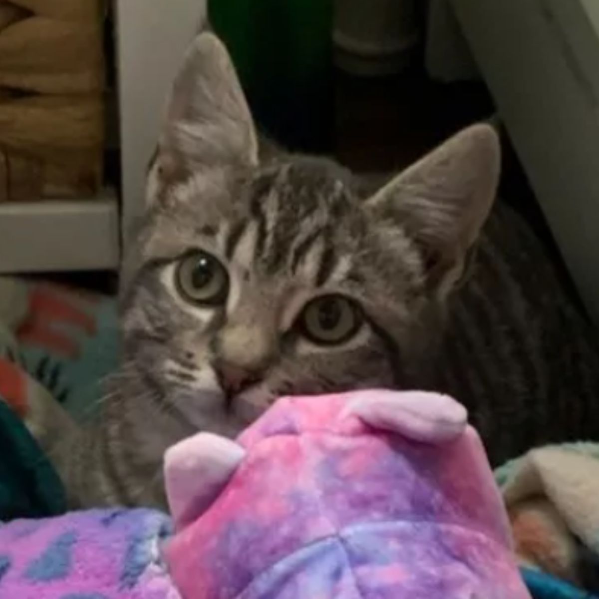 so pretty cat