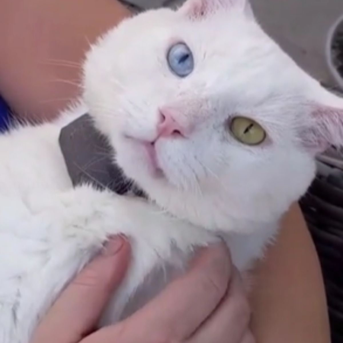 so pretty white cat with different eye colors