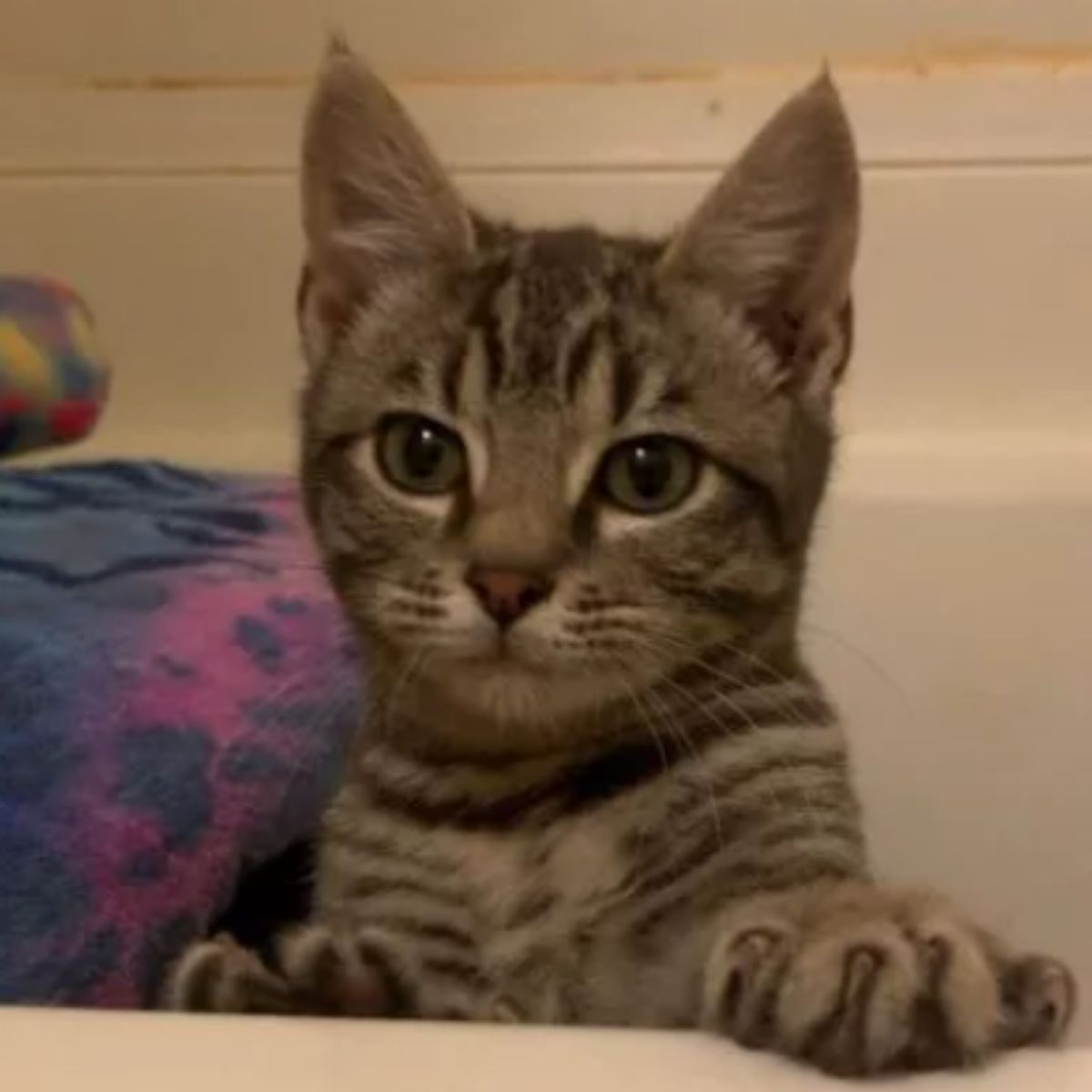 so pretty young cat