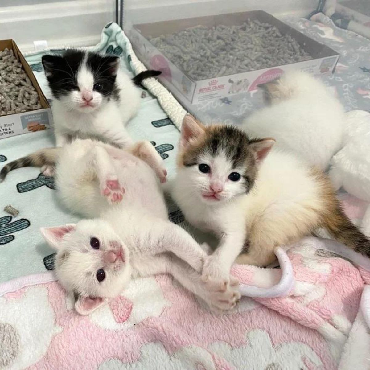 so sweet 3 kittens